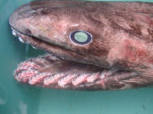 ラブカ サメ の水族館展示情報や画像は 歯が変わっていると話題 もあダネ