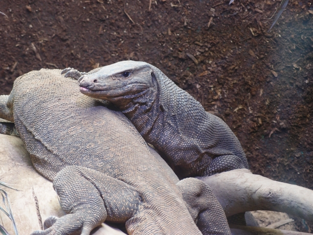 コモドドラゴンが見れる日本の動物園はどこ 東山動物園の展示開始はいつ もあダネ