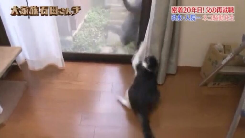 石田さんチの猫のニーナ